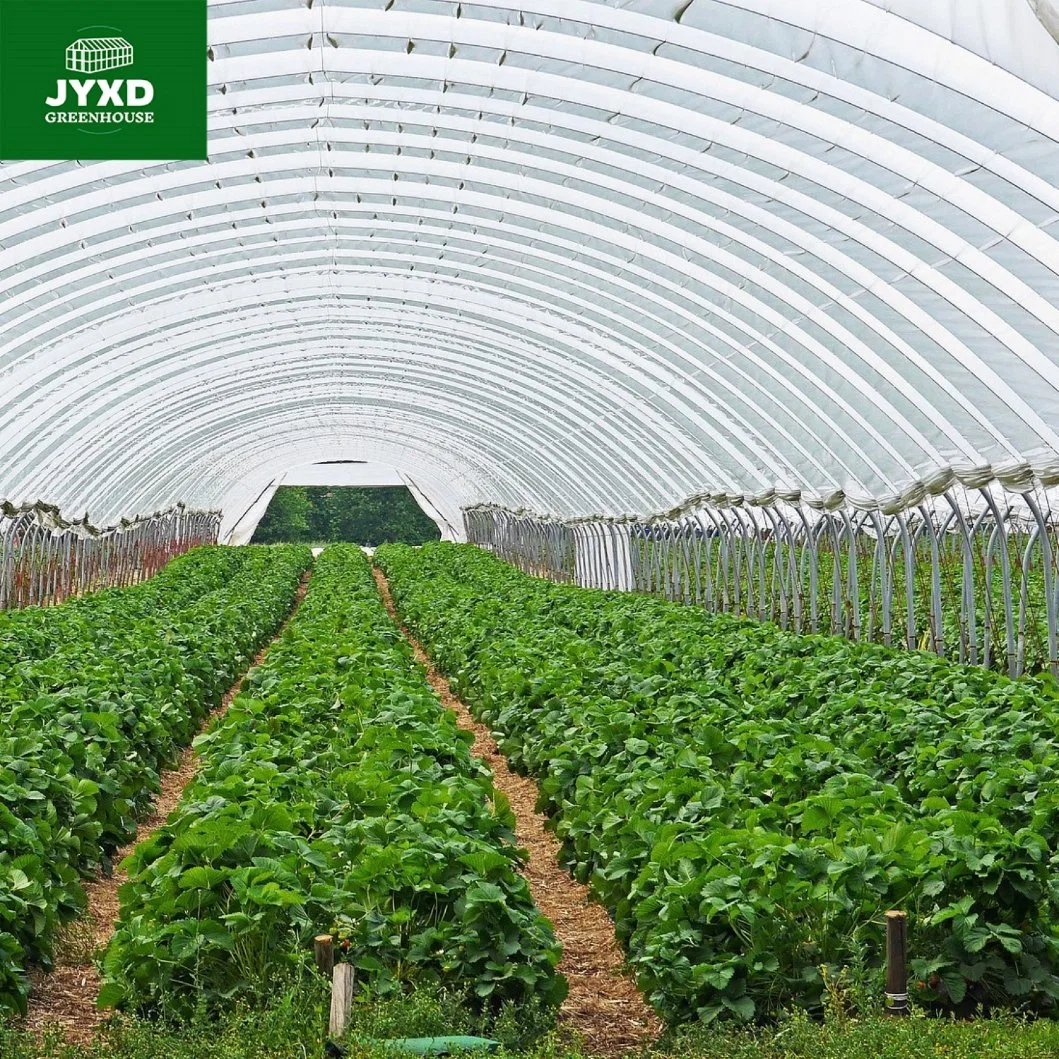 Low Cost Greenhouse Plastic Strawberry Greenhouse