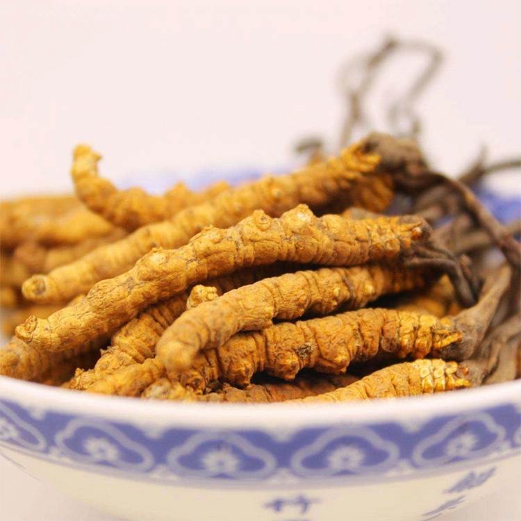 Organic Cordyceps Mushroom Powder Reishi Mushroom Extract Lion's Mane Mushroom Complex