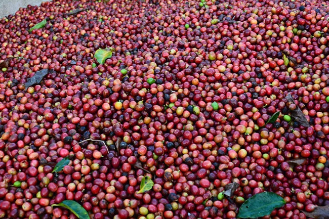 Importación de granos de café café arábico lavado granos de café