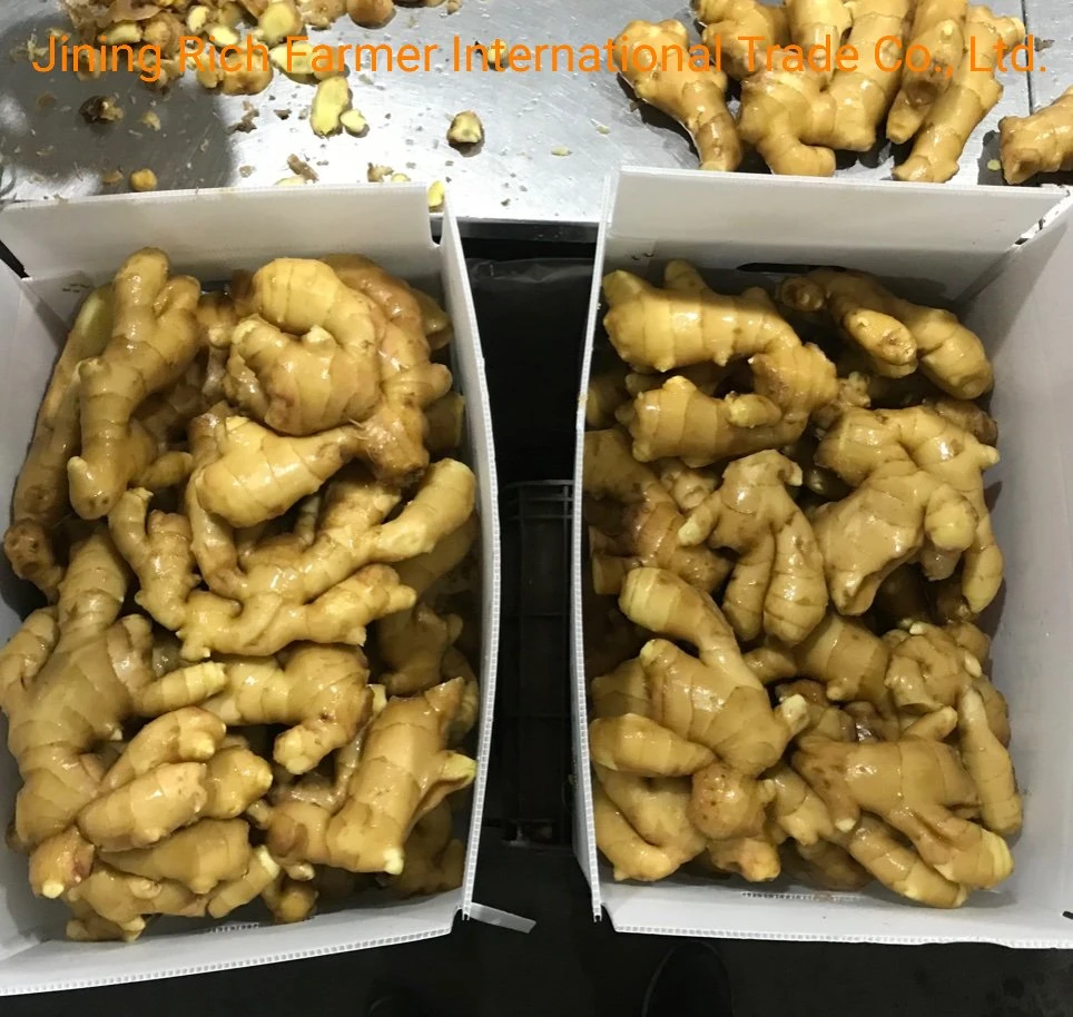 China Leading Fresh Ginger Supplier