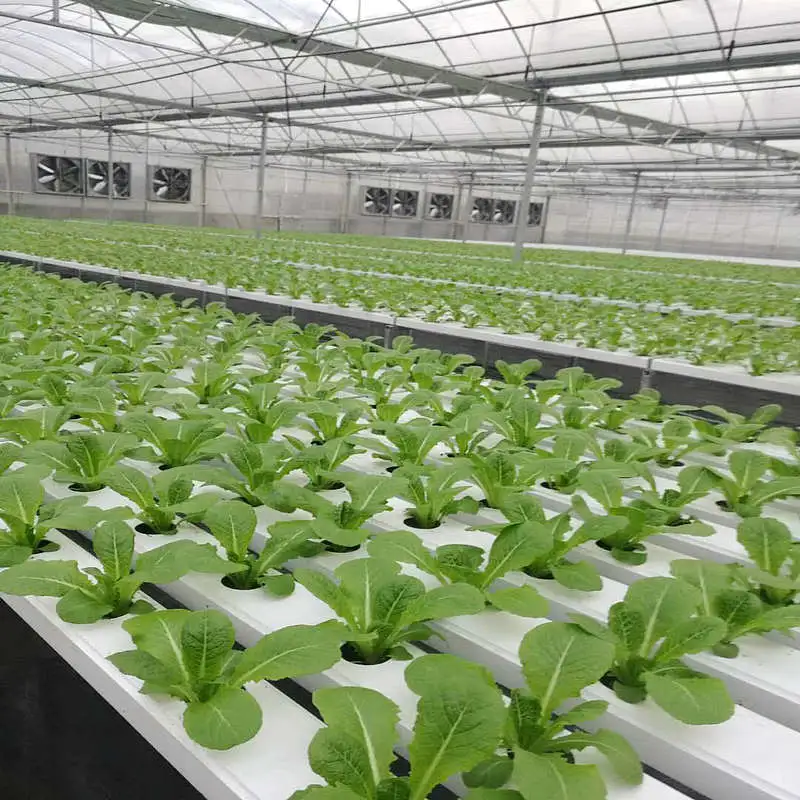 Nft Hydroponic Channel Lettuce Vegetable Growing Tube Pipe 100*50 mm Aquaculture Equipment Water-Saving Fertilizer-Saving