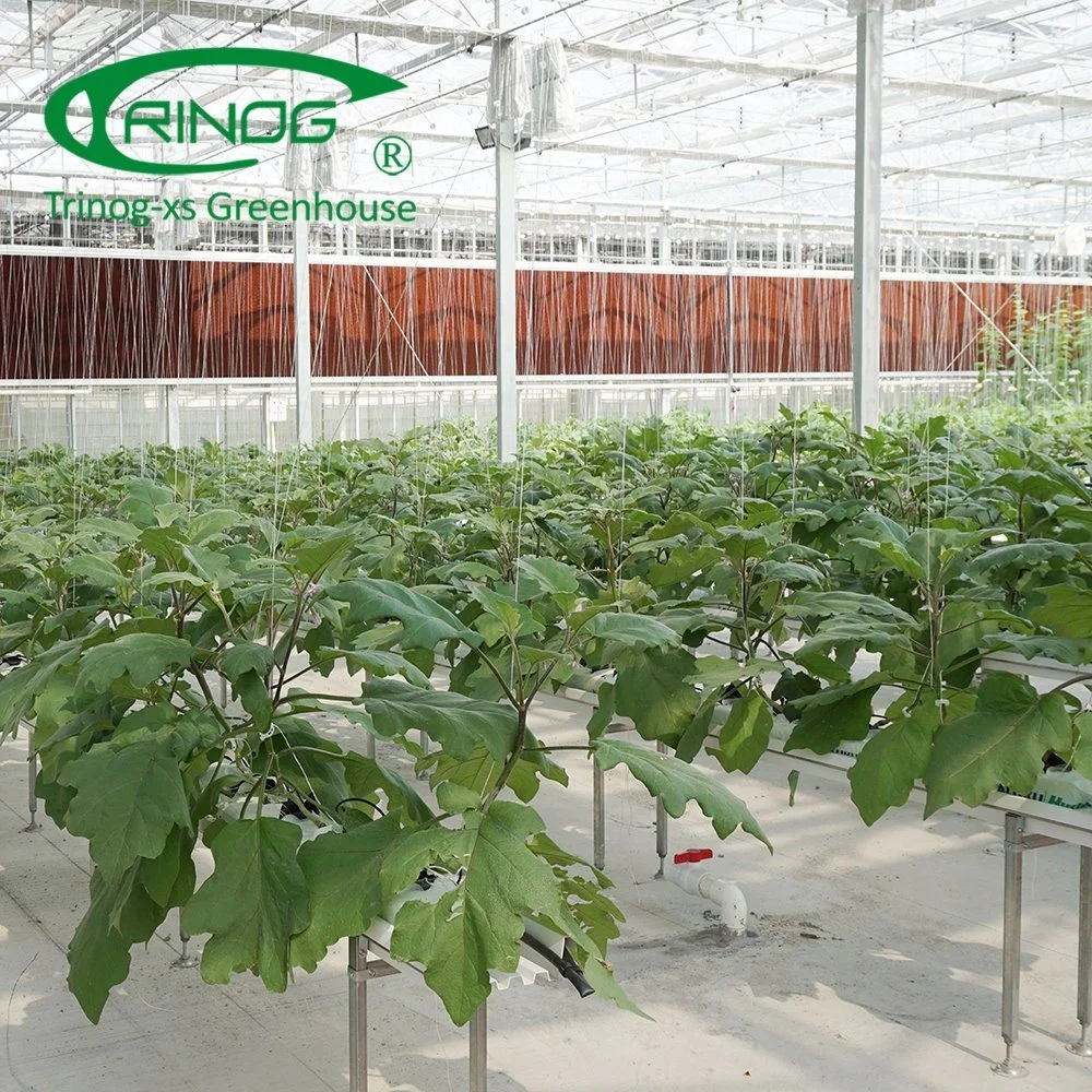 Economical Agricultural Cultivation Hydroponics System Film Multi-span Greenhouse for Vegetable