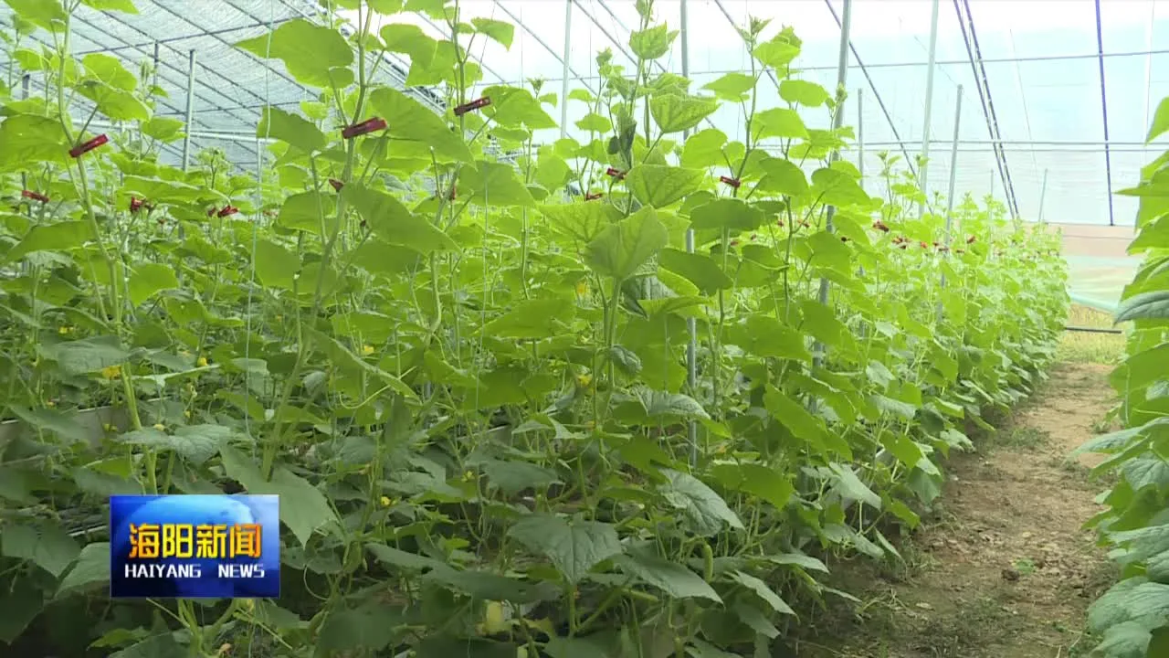 Economical Plastic Film Greenhouse for Tomatoes//Cucumber/Cherry Tomato/Dwarfed Fruit Tree