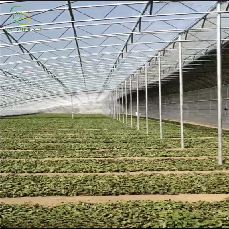 Cheap Agricultural Single Span Poly Film Tunnel Greenhouse with Irrigation and Hydroponics Growing System Spacious Greenhouse for Plants Medical Plants