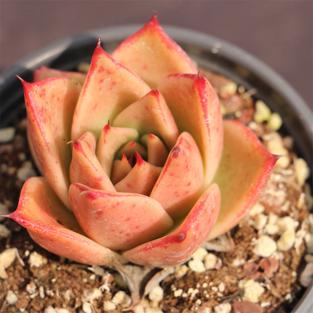 Natural de plantas suculentas Echeveria popular