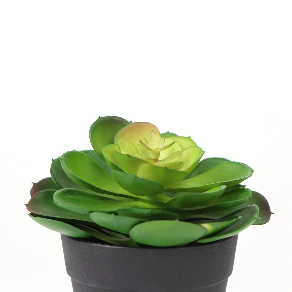 Wholesale/Supplier Eco-Friendly Office Decorative Natural Plants Succulent for Indoor