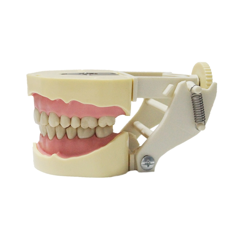LK-OS201 محاكاة تدريس الأسنان استبدال الأسنان نموذج 28 32 الأسنان