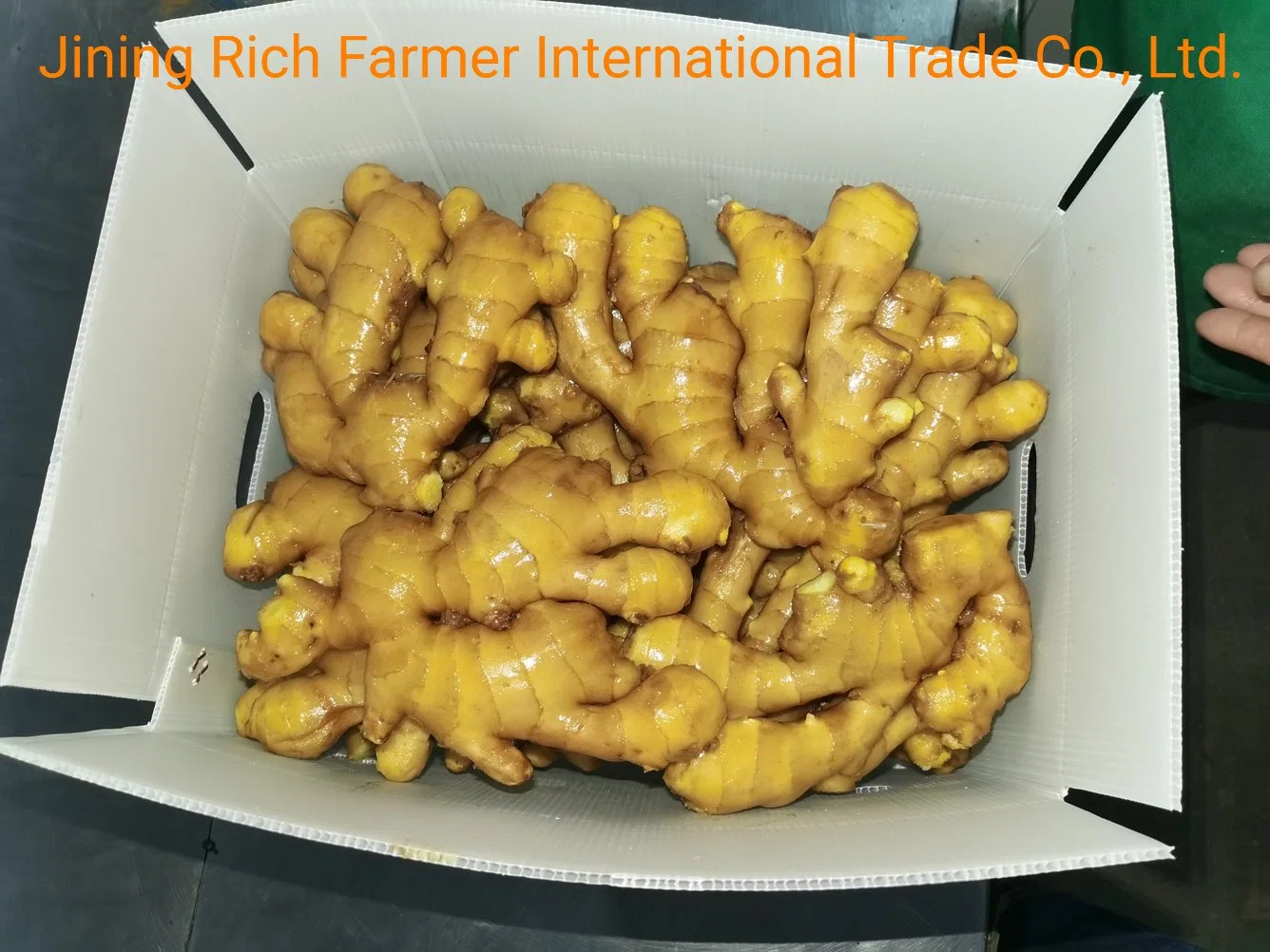 China Leading Fresh Ginger Supplier