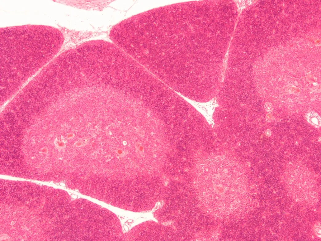 El epitelio columnar Simple biología Histología Microscopio de laboratorio de mamíferos diapositivas diapositivas de vidrio