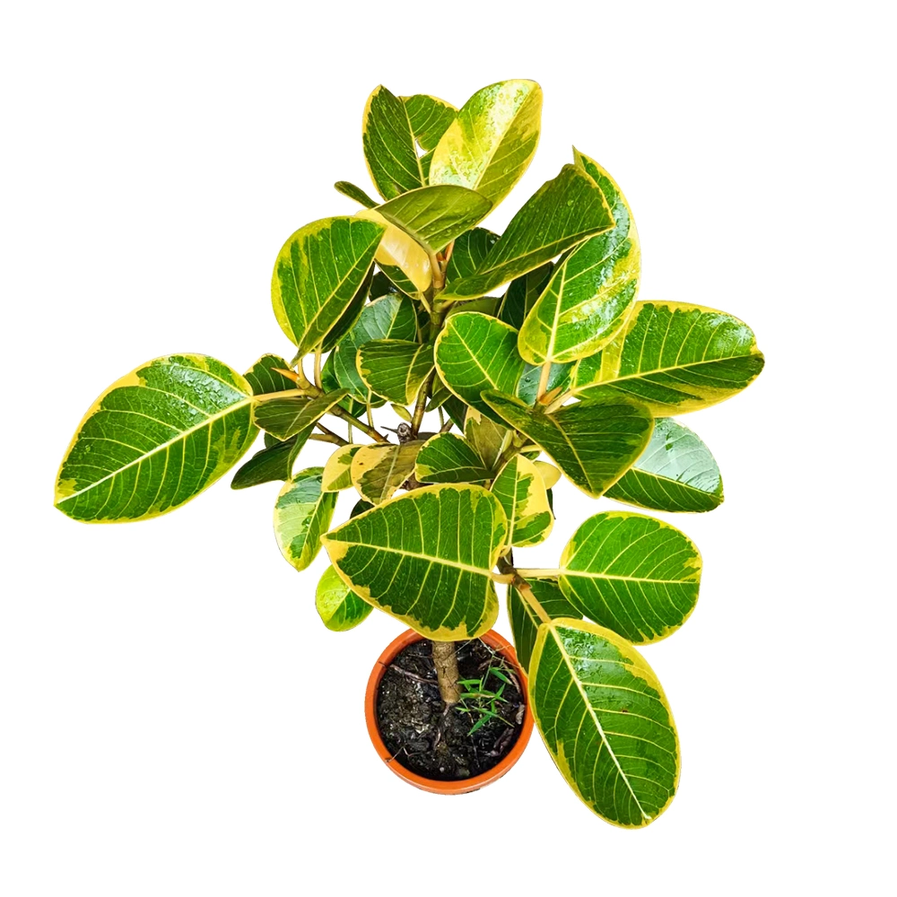 Ficus Altissima CV. Variegat Planta Real Bonsai plántulas Jardín decoración exterior