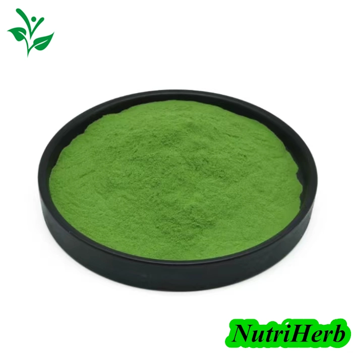 ISO Certified Wholesale Bulk Selling Organic Barley Grass Powder