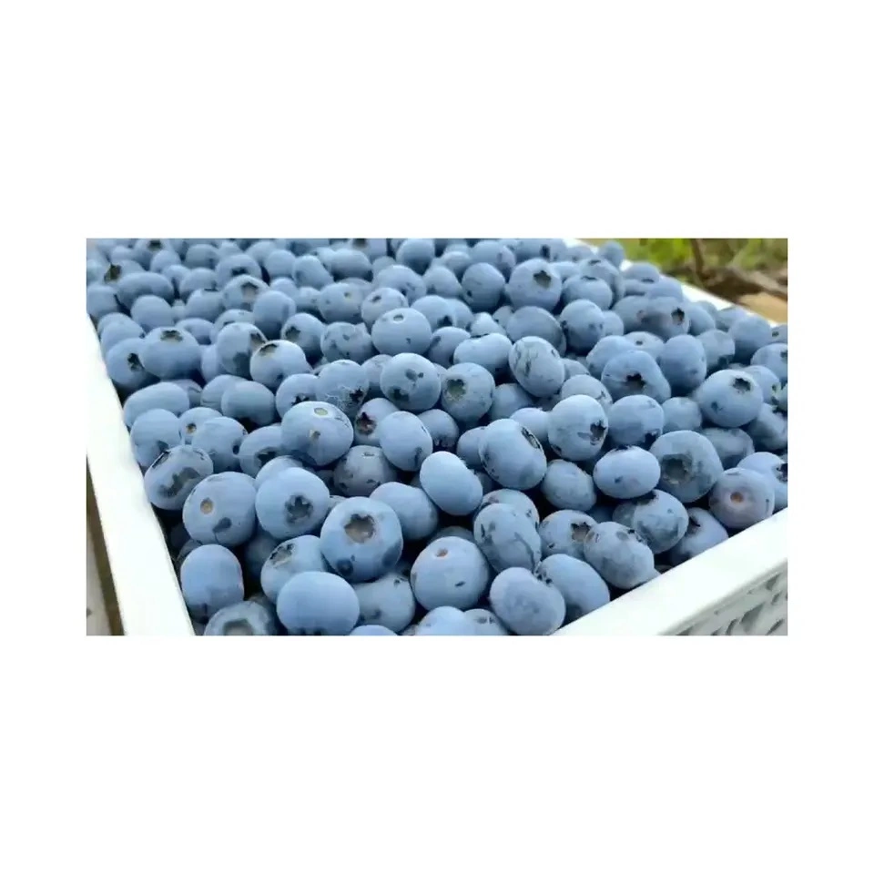 IQF Frozen Blueberry