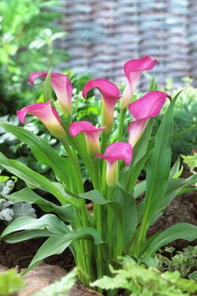 Zantedeschia aethiopica Regalo de flores frescas