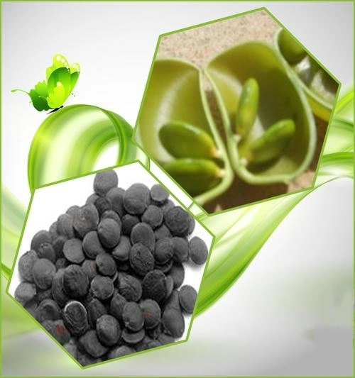 Hot Sale Herbal 10%~99% 5-Htp Powder Griffonia Seed Extract in Bulk