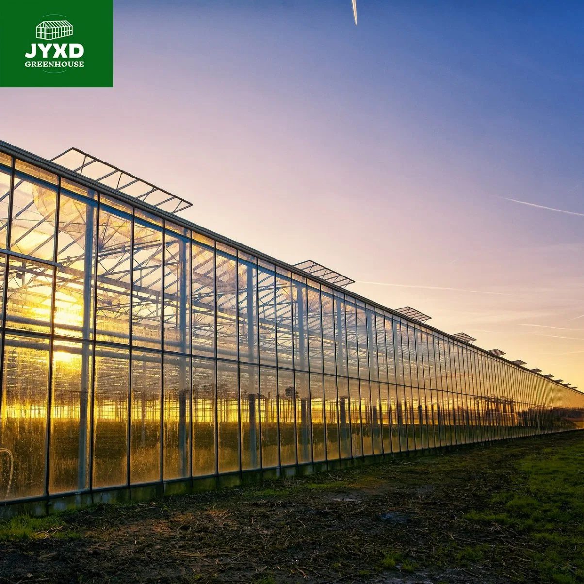 Serre à tomates multispan avec lit de semences pour l'agriculture et l'utilisation commerciale.