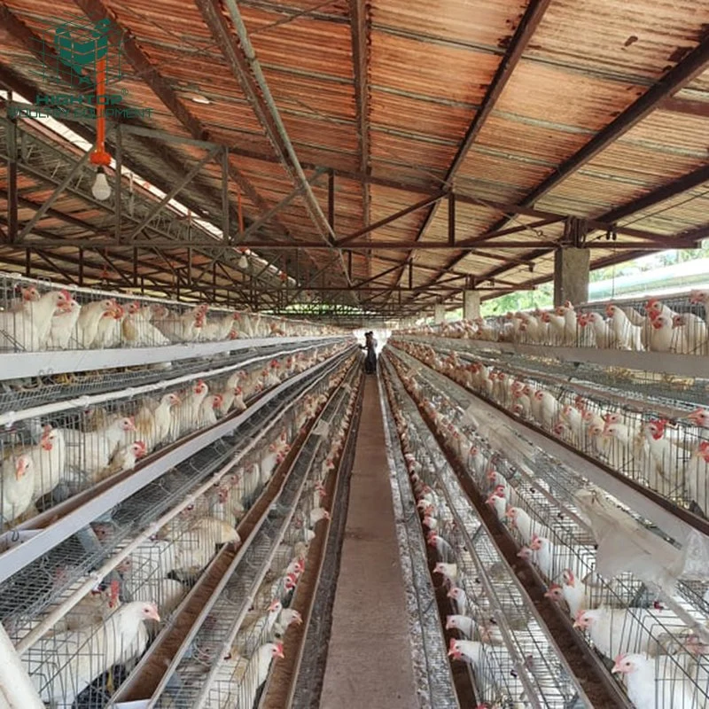 Design Poultry Farming 4 Tier A Type Chicken Layer Cages