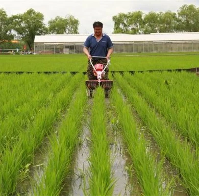 Le désherbage de la machine, Paddy Paddy Weeder simple rangée