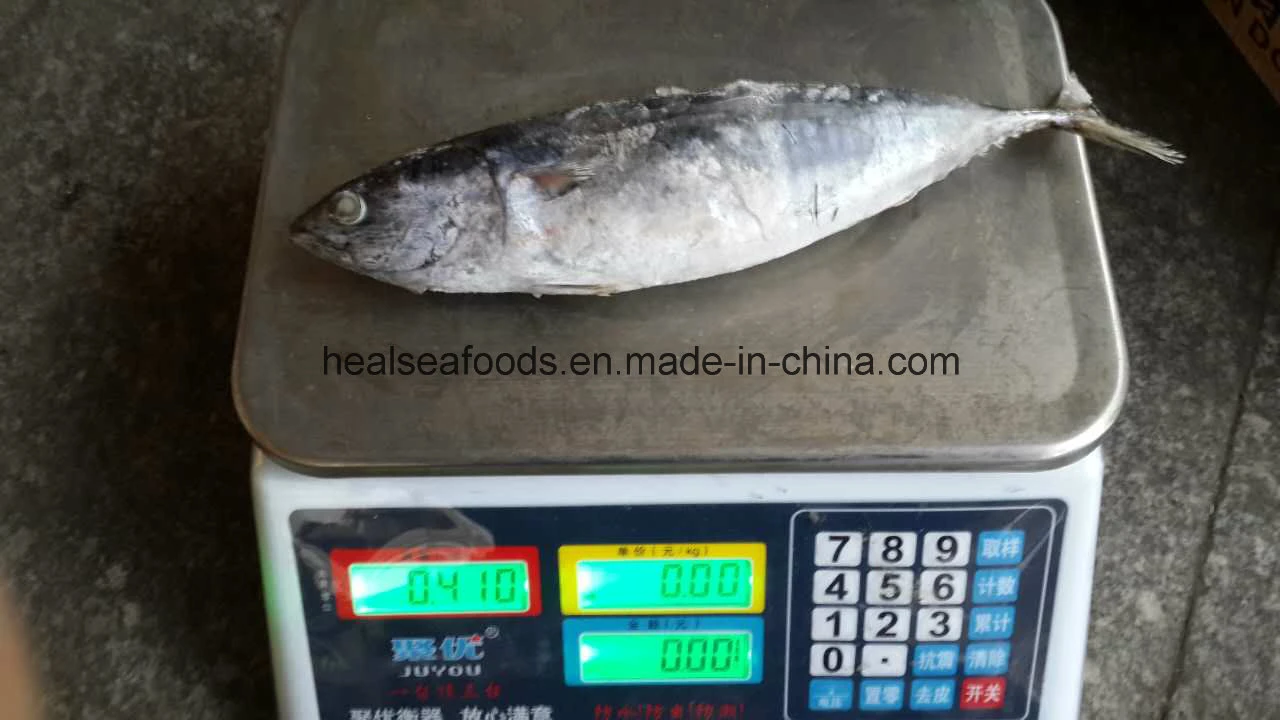 Qualität Meeresfisch Aus China - Frozen Bonito / Bullet Thunfisch Bereit Bestand