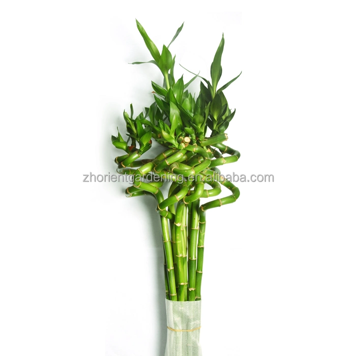 China Spiral Lucky Bamboo Factory Bambus Lucky Plant Großhandel