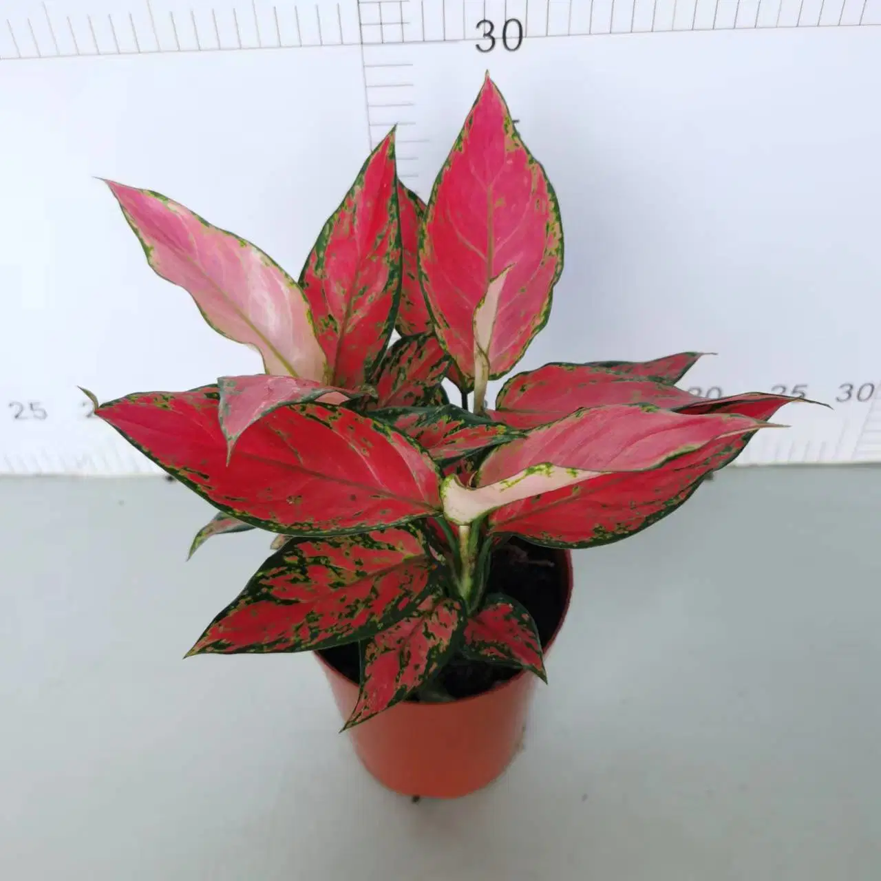 140# ángulo rojo vegetales Aglaonema