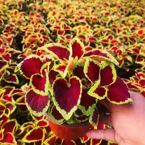 Touchhealthy Supply Coleus Blumei Seeds/Coleus Seeds