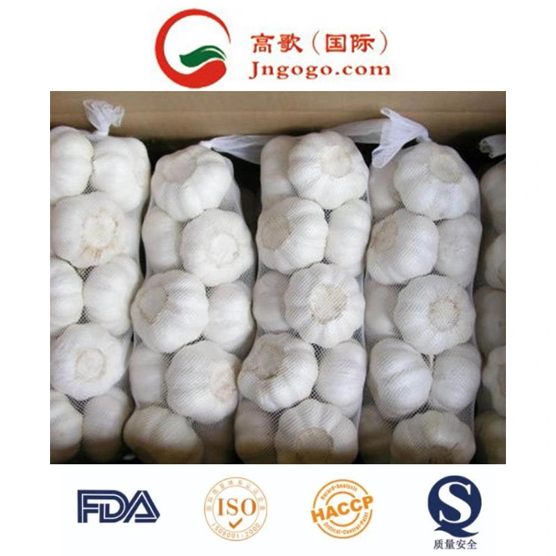 High Quality 5.0cm and up Fresh Pure White Garlic