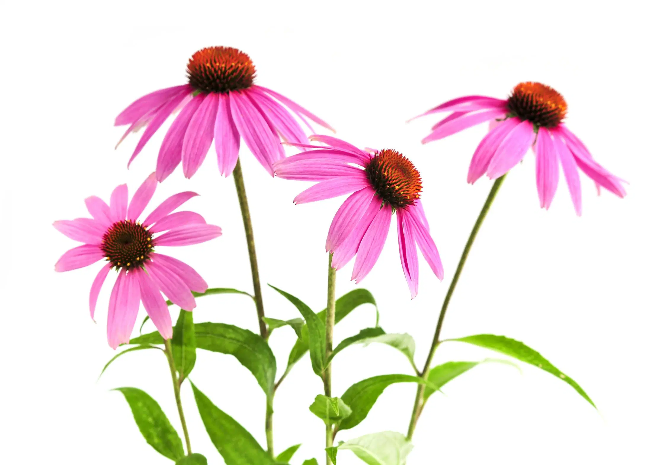 Top calidad planta herbaria Polifenoles naturales 4% ácido cicorico 1% Extracto de Echinacea 4% orgánico