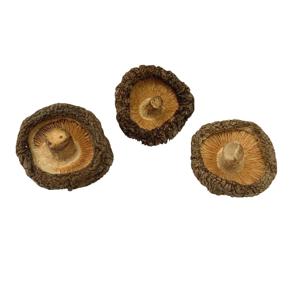 Deshidratado Shiitake setas champiñones rodajas de champiñones Champignon