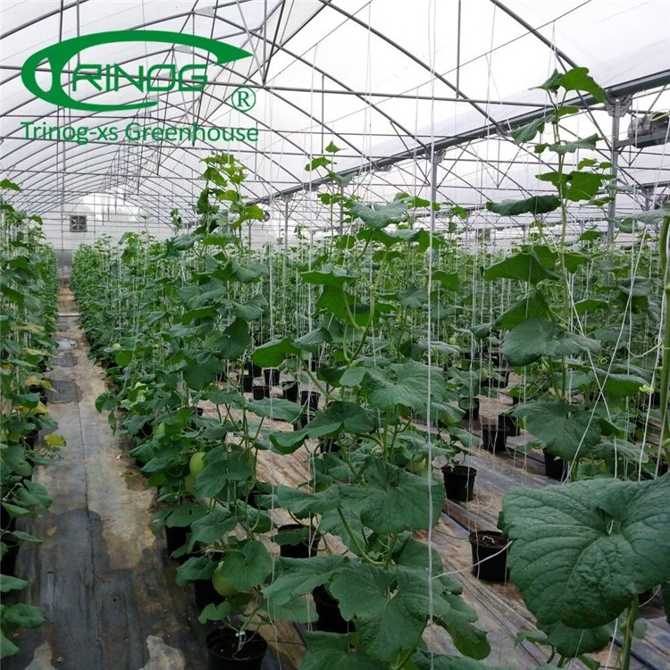 New Design Reusable High Tunnel Multi-Span Film Green House