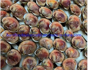 Frozen Cooked Arkshell Clam 1/2 Shell