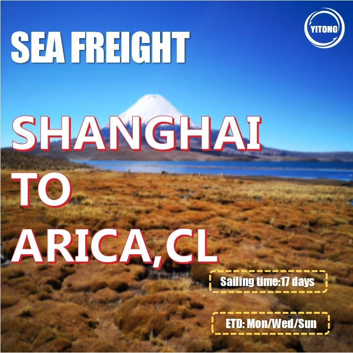 Serviço de Frete Forwarder Ocean Freight de Tianjin para Arica Chile