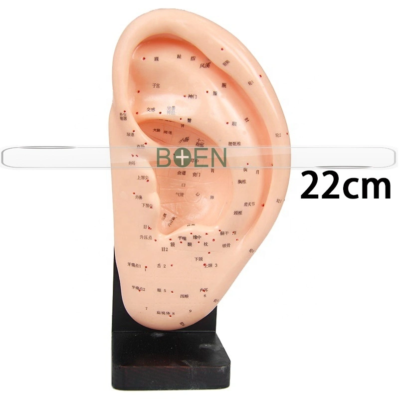 40cm 22cm 17cm 13cm 7cm oreja Auricular acupuntura auricular modelo modelo de solicitud