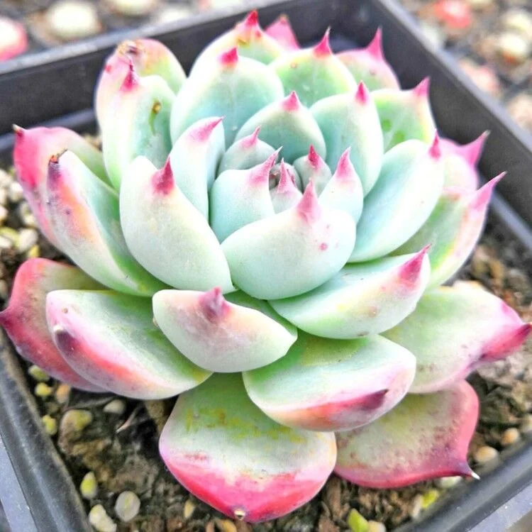 Echeveria Apus Hotsale Promotion Succulent Plants Bonsai