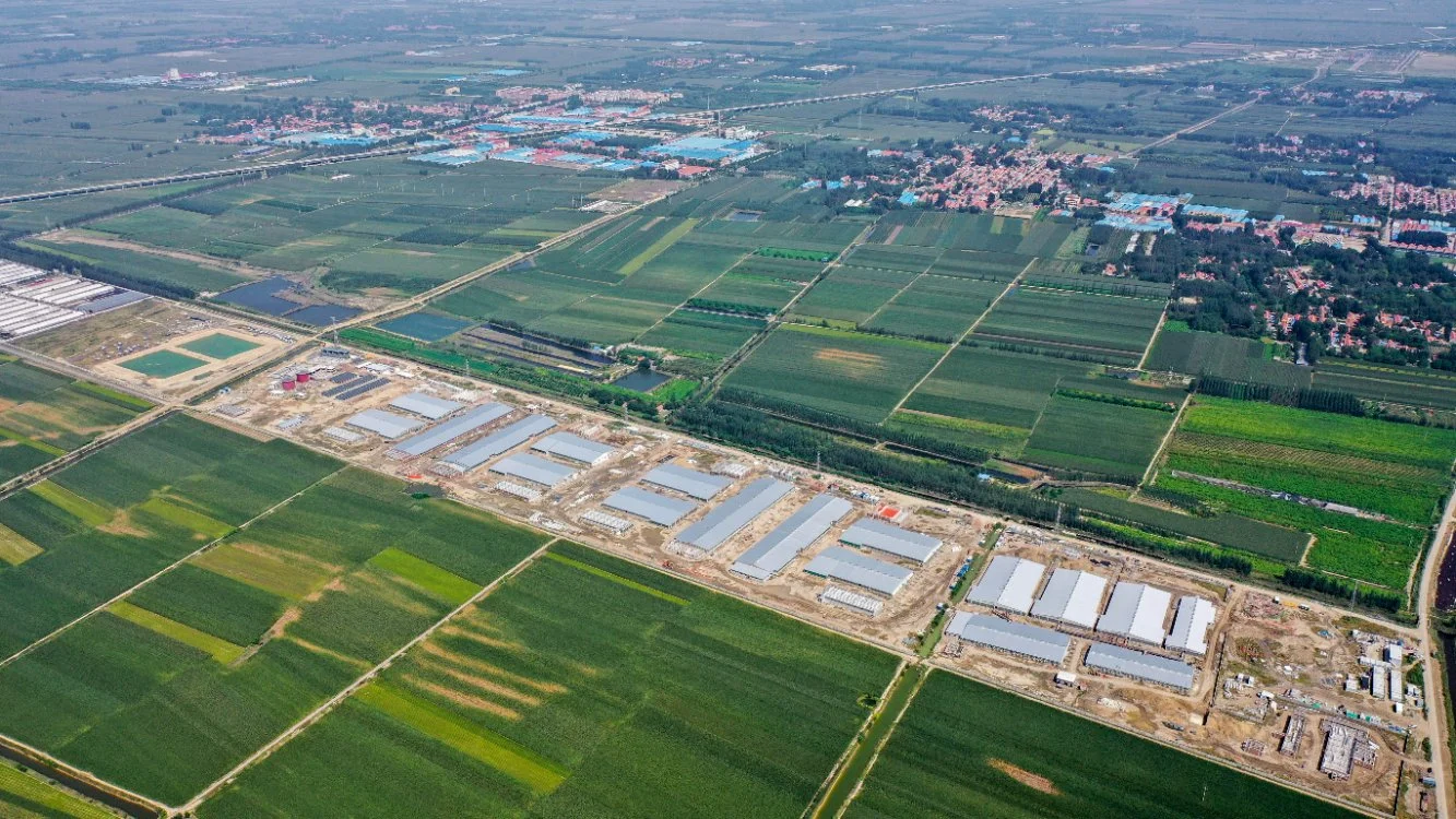 Structure économique de l'Acier Préfabriqués Maison de la volaille de l'équipement clé en main pour éleveur Poulet