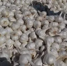 Mesh Bag Packing 5-7cm Normal Pure Red Fresh Garlic