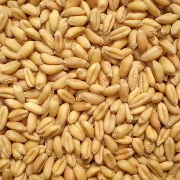 Touchhealthy Supply Good Quality Wheat Sprouting Seeds for Growing