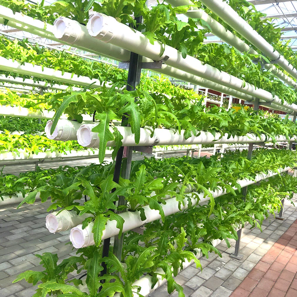 Sistema vertical de canales NFT sistema hidropónico de jardín agrícola para invernadero Con sistema de enfriamiento/calentamiento de simbiosis Vegetal de pescado