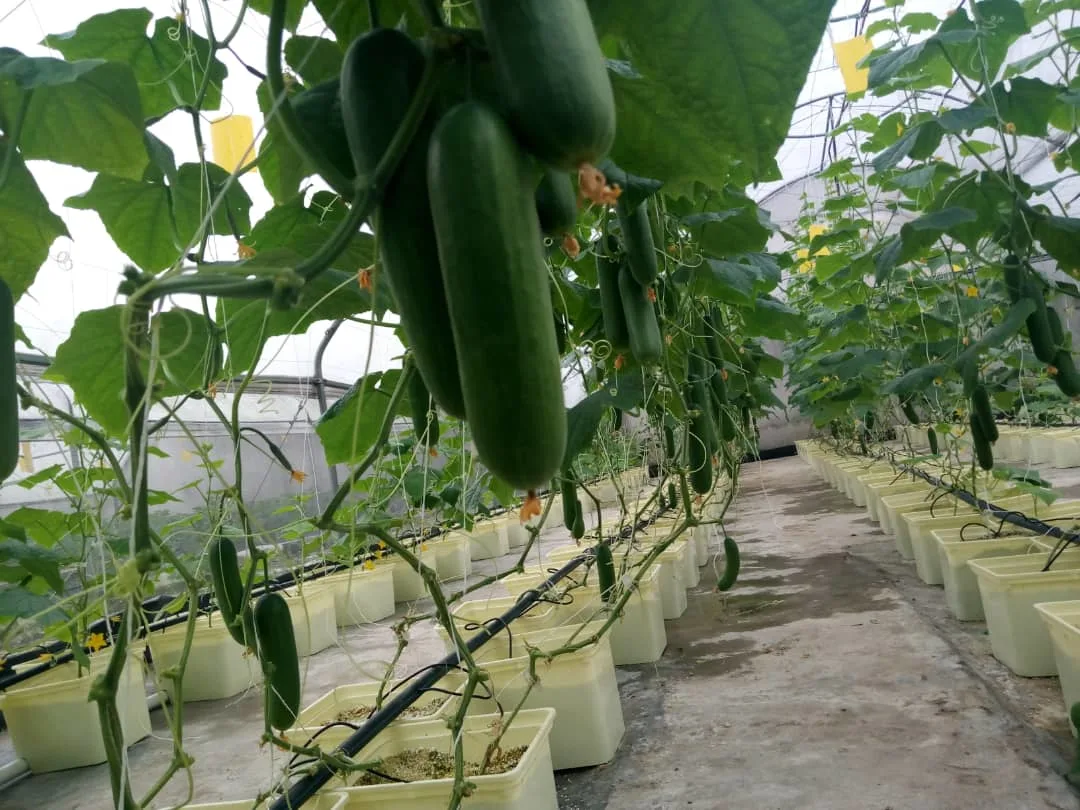 L'agriculture La culture des légumes de serre avec benne de culture hydroponique de Néerlandais