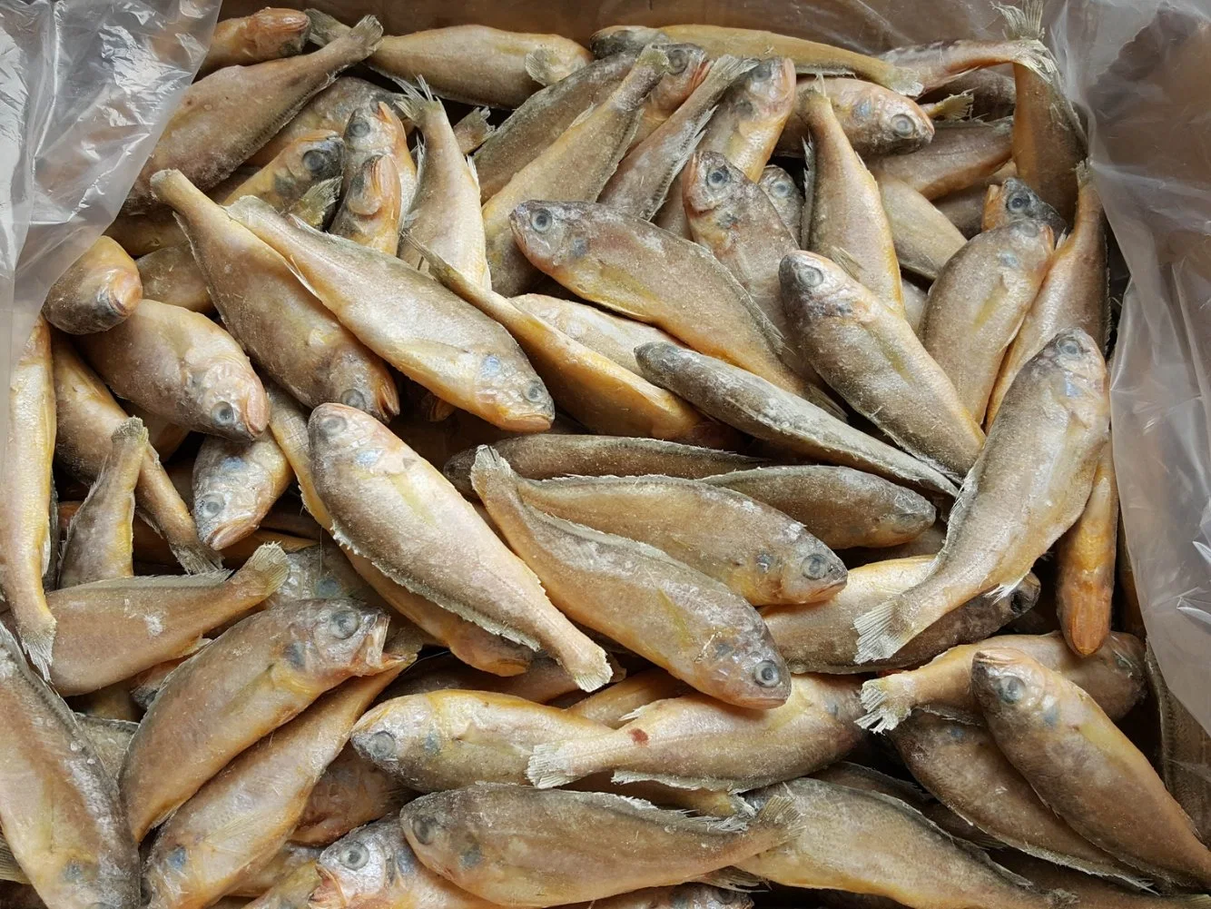 Frozen China Yellow Croaker Fish