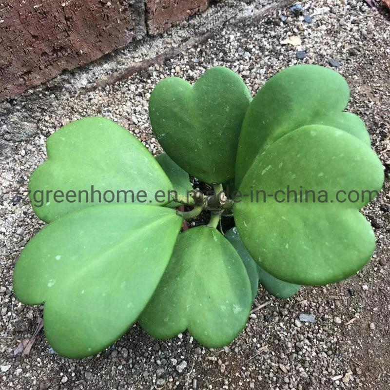 Hoya Carnosa Green Herb Real Plant Indoor and Outdoor Plant