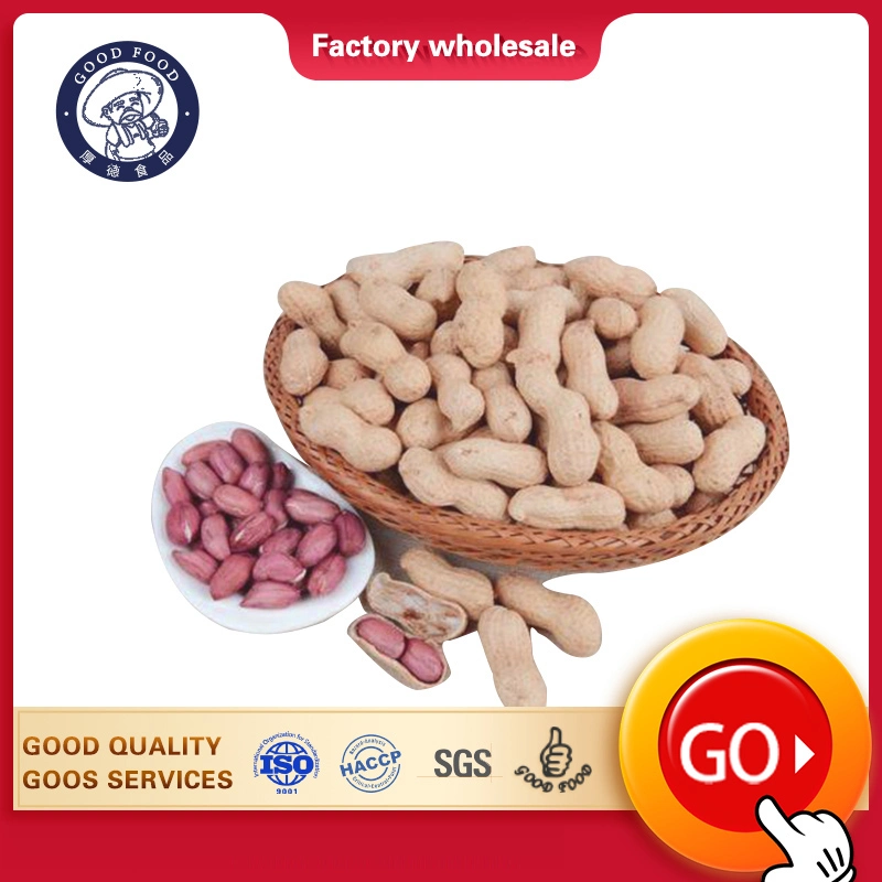 Craftsmanship Chinese Factory Roasted Peanut in Shell for Exporting From China