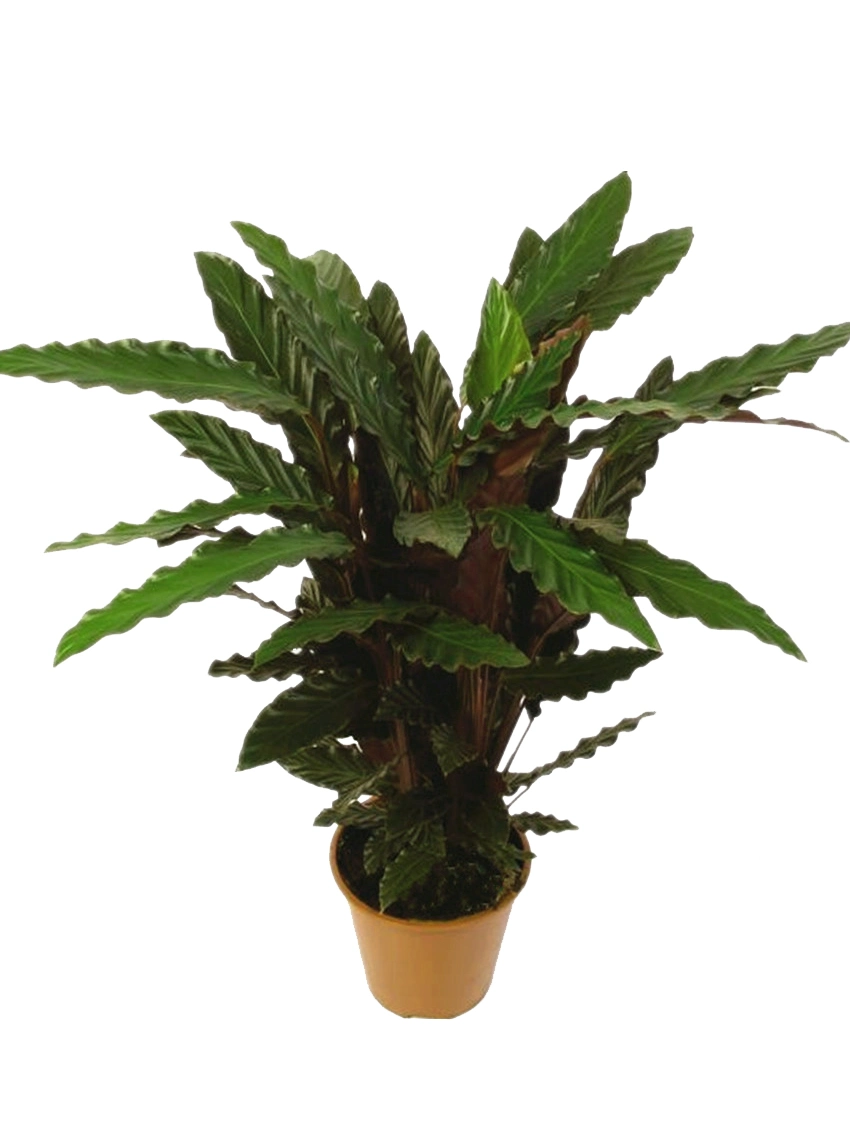 Calathea Rufibarba Natural Live Foliage Plants Plantlets