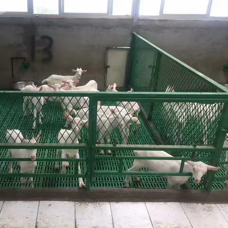 Plastic PP Slat Floor for Goats Sheep Pig