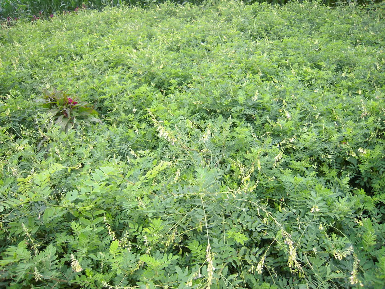 Atacado Chinês seco Astragalus Mongholicus raiz original forma