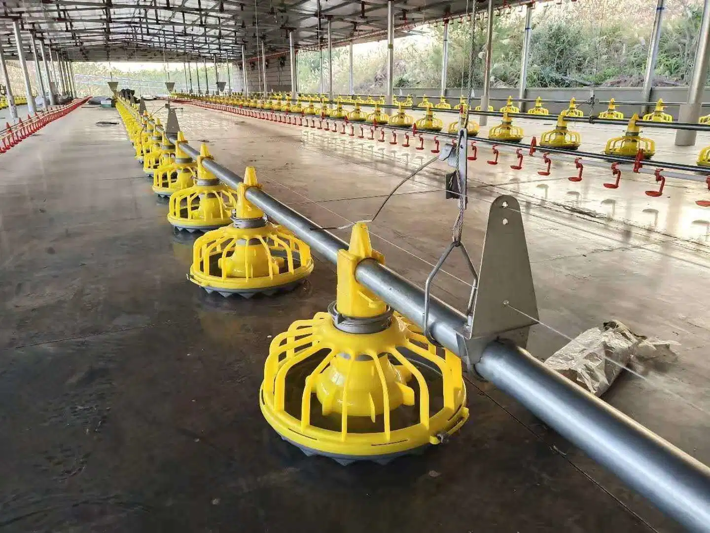 Feeding/Drinking Line System Automatic Chicken Broiler Poultry Farming/Farm Equipment