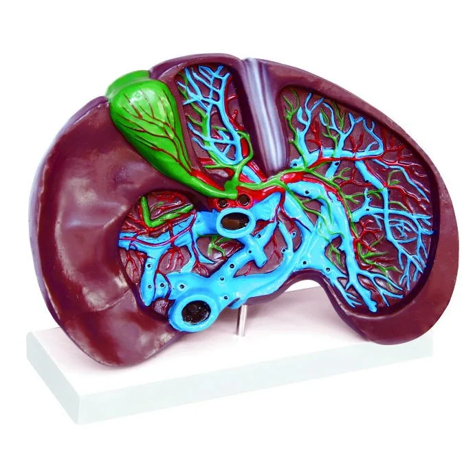 Modelo de ensino plástico do fígado humano