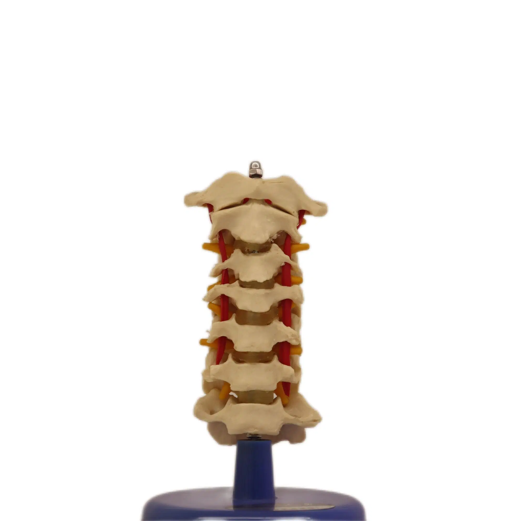 High Reproduction and Accuracy Medical Teaching Models Human Teaching Skeleton Thoracic Vertebra Model with Natural Size of PVC