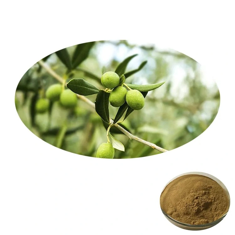 Top Sale Guaranteed Quality New Olive Leaf Extract Power 5% ~98% Oleuropein