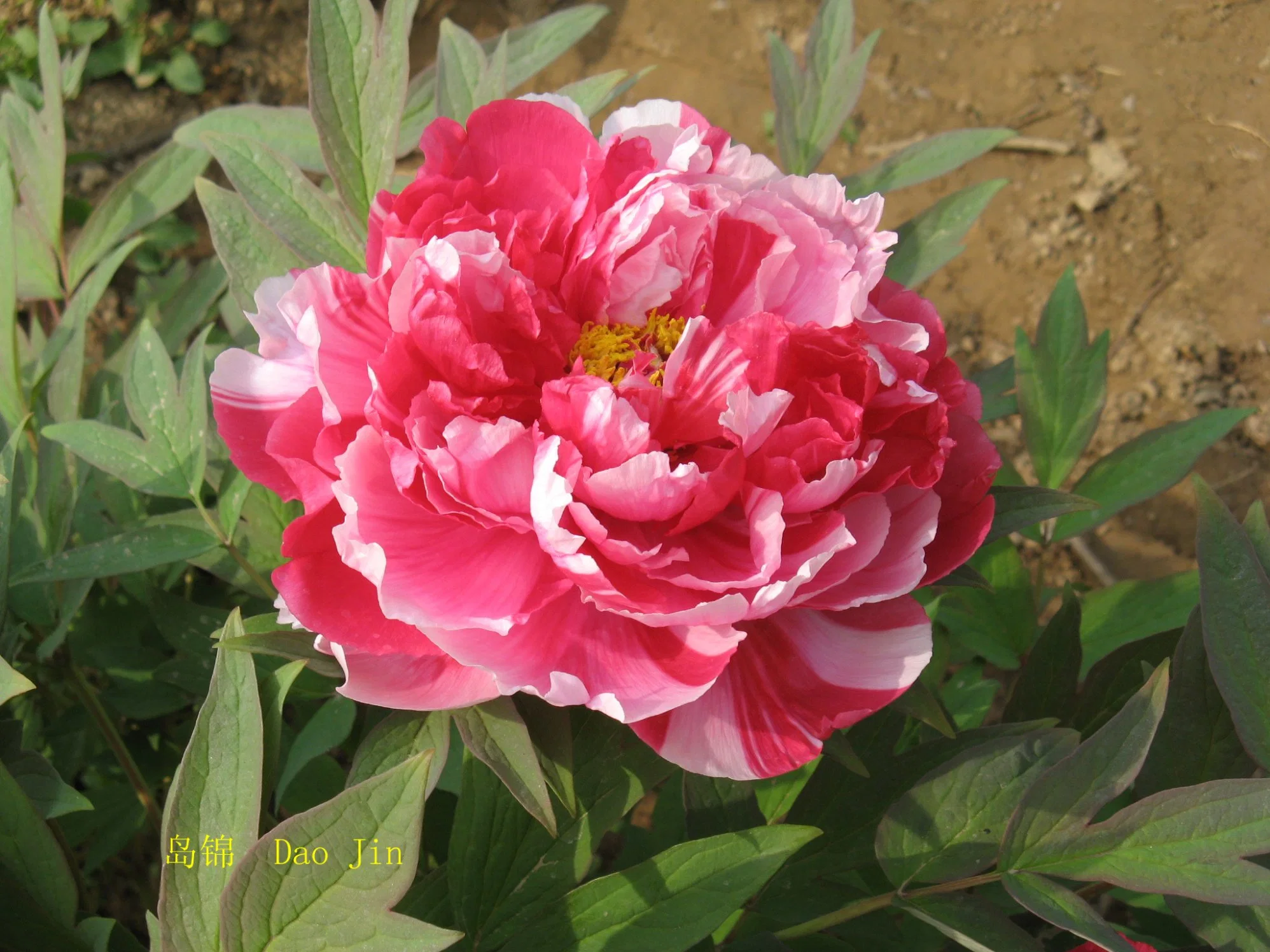 Heißer Verkauf Hohe Qualirt Verschiedene Größe Multi-Color Big Flower Chinesisch Baum Pfingstrose Dao Jin