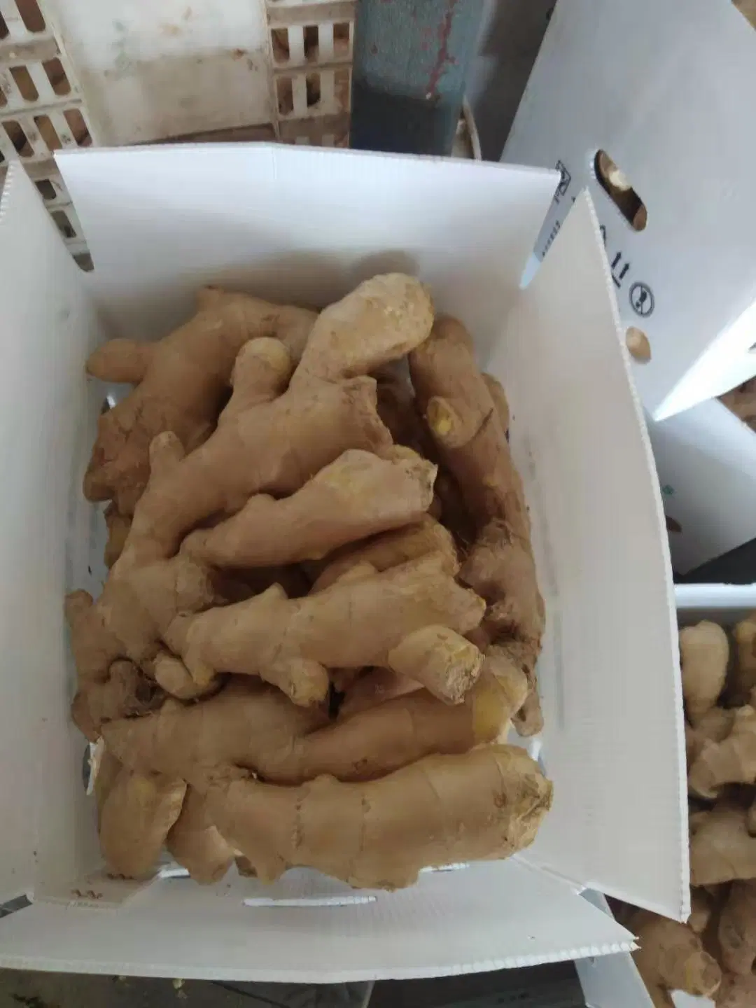 Chinese Mature Ginger Sold Directly From The Factory